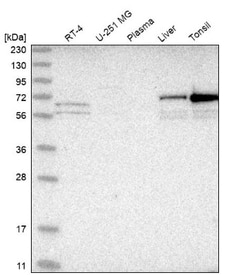 PXK Antibody, Novus Biologicals 0.1mL; Unlabeled:Antibodies, Polyclonal